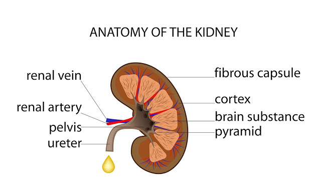 You are currently viewing What do your Kidneys do ?